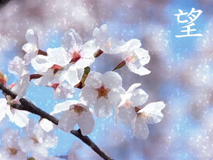 japanese_cherry_blossom_wallpapers_ga0301