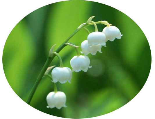 lily-of-valley2