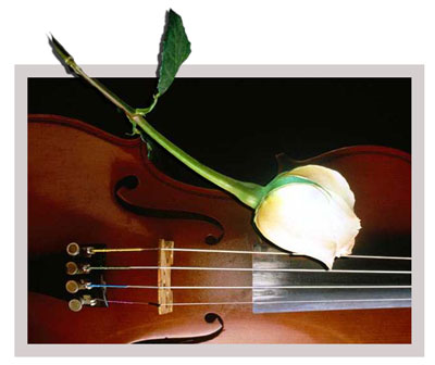 violin-rose-pop-out